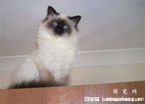 宠物猫配种如何选择公猫？