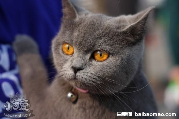 短毛猫怎么干洗 短毛猫干洗方法介绍