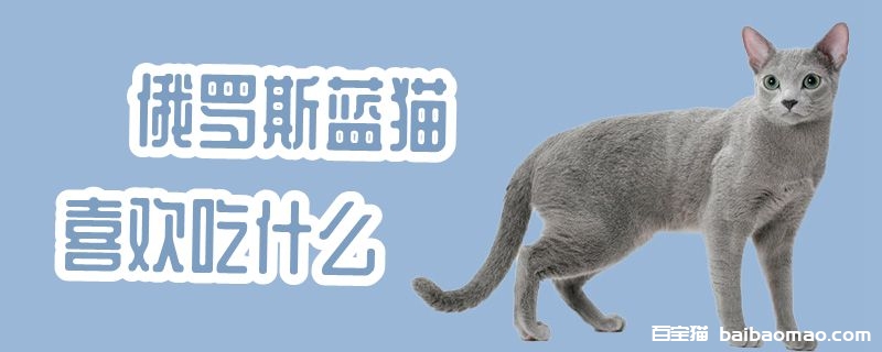 俄罗斯蓝猫喜欢吃什么