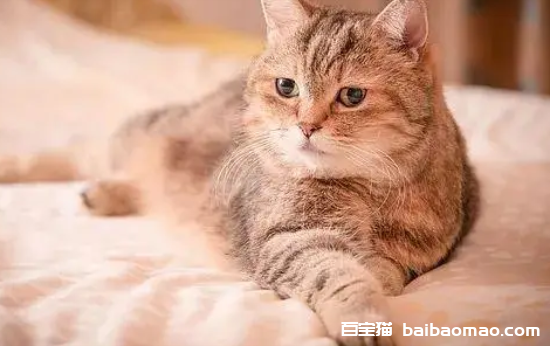 猫咪为什么喜欢咬臭袜子