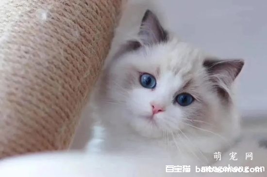 猫咪的繁殖注意事项