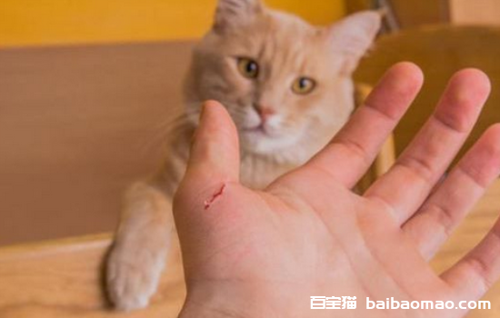 猫抓病会致死吗