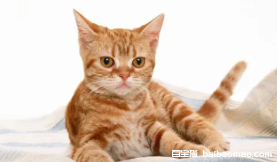 猫咪喂奶会呼吸急促吗