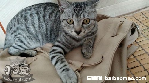 美国短尾猫拉稀吃什么 美国短尾猫拉稀原因