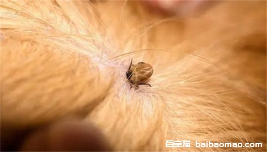 猫跳蚤到人身上怎么办