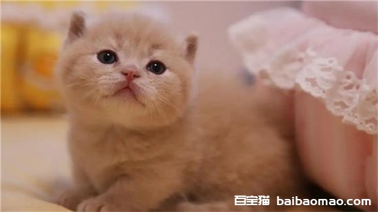 矮脚猫长什么样子