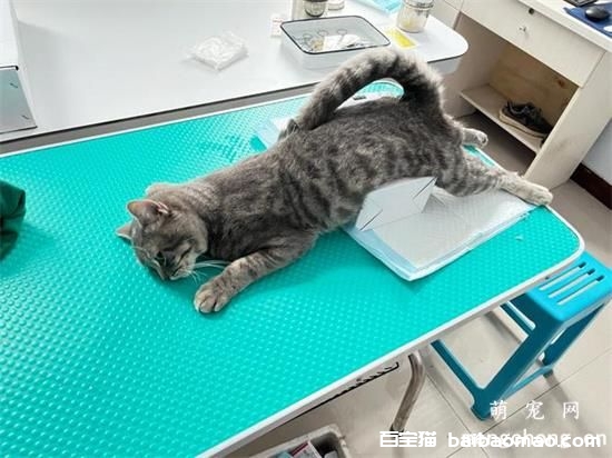 猫咪绝育的常见认识误区