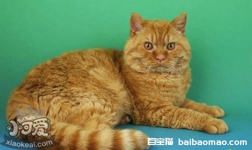 塞尔凯克卷毛猫得了猫癣如何治疗