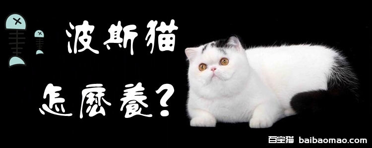 异国短毛猫怎么养