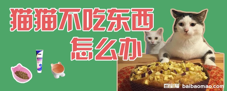 猫猫不吃东西怎么办