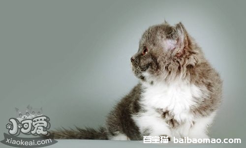 塞尔凯克卷毛猫有牙结石怎么办 牙结石治疗方法