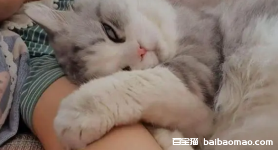 猫咪喜欢什么样的主人