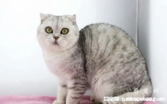 苏格兰折耳猫为什么要绝育？