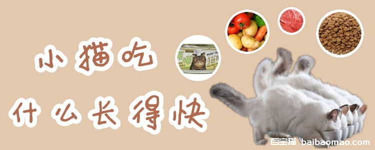 小猫吃什么长得快