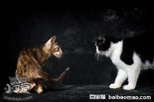 东方短毛猫怎么治疗猫瘟 东方短毛猫猫瘟治疗方法