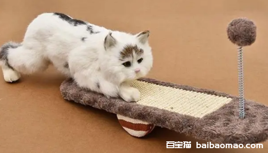 猫天天在家里会觉得无聊吗