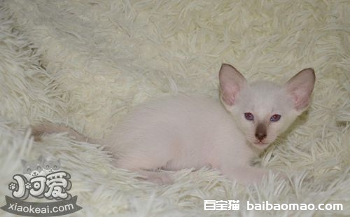 东方短毛猫尿道阻塞怎么办 猫咪尿道堵塞解决办法