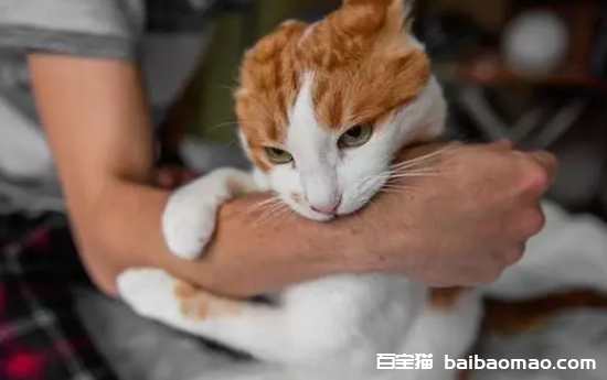 怎么判断猫有没有带狂犬病毒