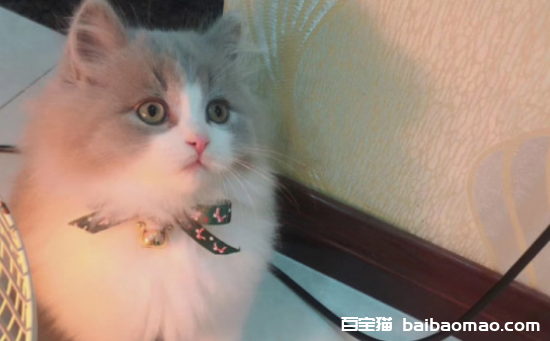 怎么区分猫瘟和肠胃炎