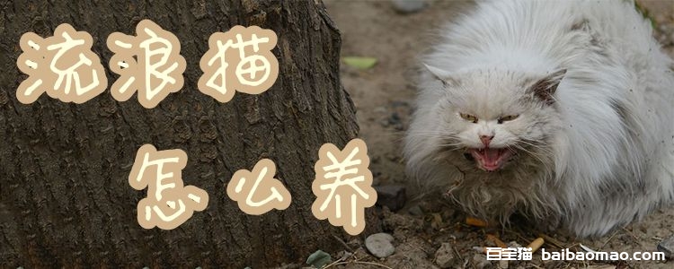 流浪猫怎么养