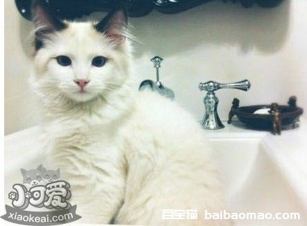 伯曼猫尿结石怎么办 猫咪尿结石治疗方法