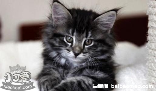 挪威森林猫幼猫感冒吃什么药 发病原因详解