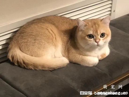 金渐层猫是怎么配出来的？