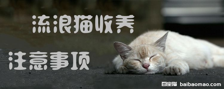 流浪猫收养注意事项