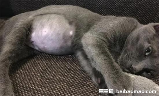 治疗猫传腹偏方