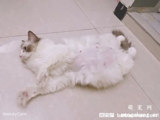 猫怀孕会掉毛吗?