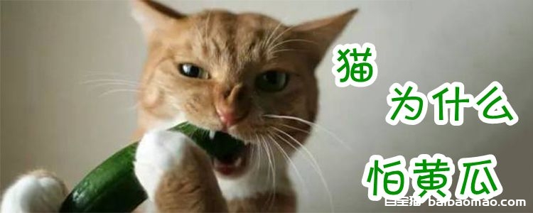 猫为什么怕黄瓜