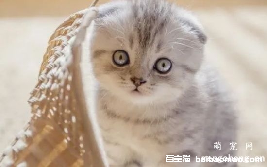 猫怀孕多久能看出来？