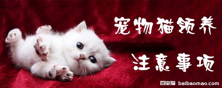 宠物猫领养注意事项