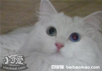 山东狮子猫白内障如何治疗 猫咪白内障症状