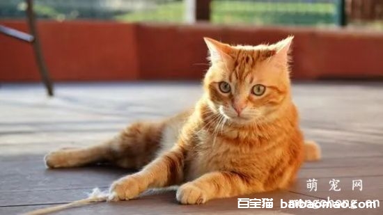 吃猫粮之后拉稀的原因？猫咪拉稀时怎么选择猫粮？