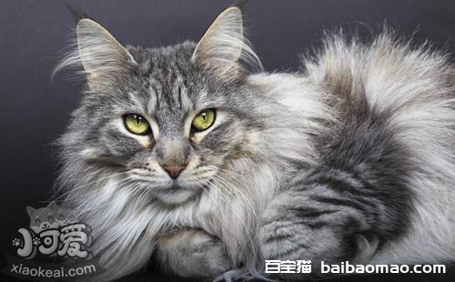 缅因猫肠炎吃什么药 猫咪肠炎症状