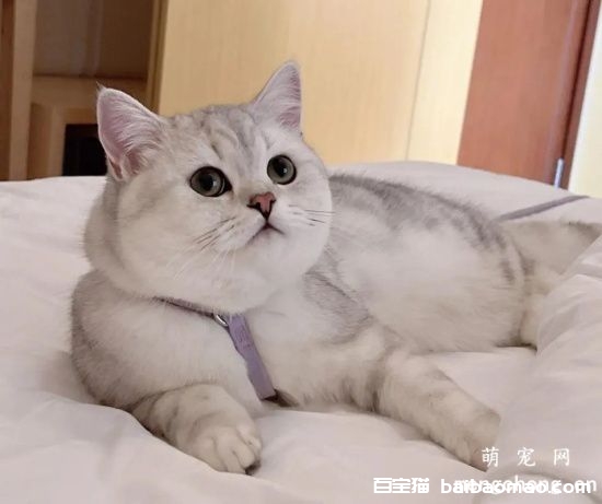 猫咪冻伤或体温过低该怎么办？