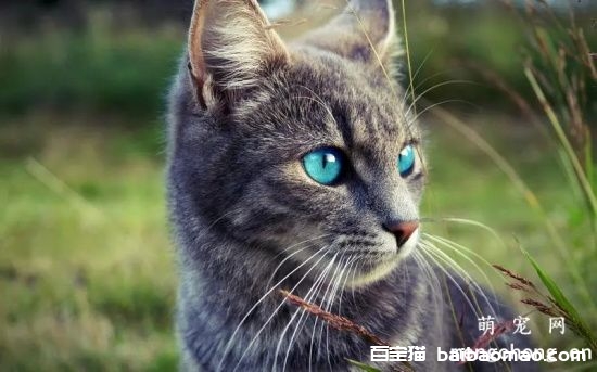 猫咪失明怎么办？失明猫咪的照顾方法