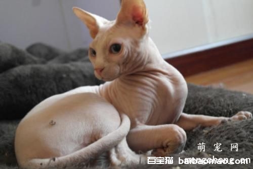 猫胎儿死在腹中多久排出来?