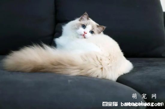 布偶猫用什么猫配种？