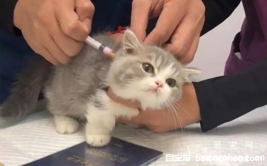 给宠物猫提前或延后注射疫苗有影响吗？