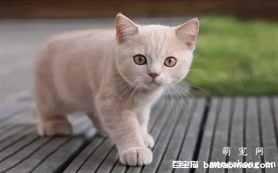 猫咪常用的消炎药推荐