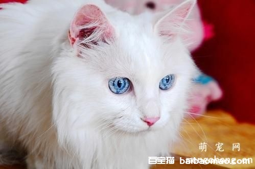 猫发情期间可以绝育吗？做绝育后还会发情吗？