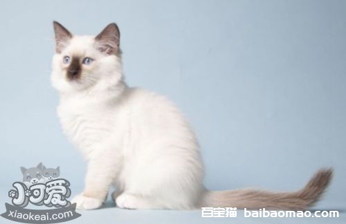 褴褛猫尿路感染怎么治疗 猫咪生病注意事项