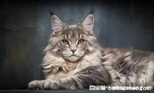 母猫绝育手术后的护理 母猫绝育手术会不会很危险?