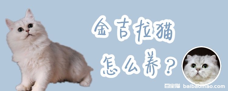 金吉拉猫怎么养