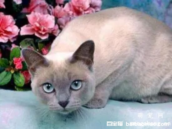 宠物猫为什么要绝育 猫咪绝育的好处