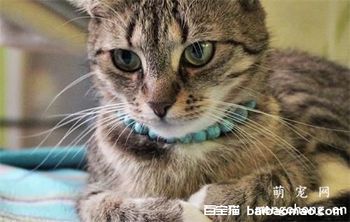 宠物猫为什么要绝育 猫咪绝育的好处