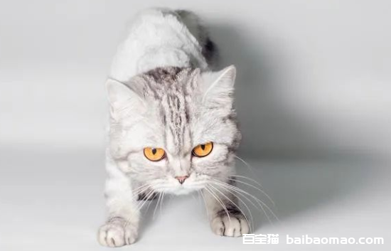 新手女生养猫首选：这些品种温顺可爱，轻松上手！