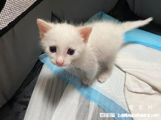 母猫需要绝育吗 猫咪绝育的好处是什么